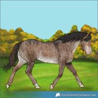 Horse Color:Liver Red Dun Appaloosa Rabicano Brindle 