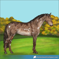 Horse Color:White Spotted Liver Red Dun Brindle 