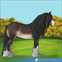 Horse Color:Brown Rabicano 