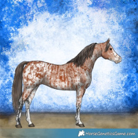 Horse Color:Bay Sabino Rabicano  and Bay Sabino Appaloosa Rabicano 