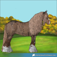Horse Color:Liver Red Dun Appaloosa Brindle 