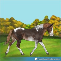 Horse Color:Liver Chestnut Sabino Splash Tobiano 
