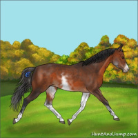 Horse Color:White Spotted Brown Frame 