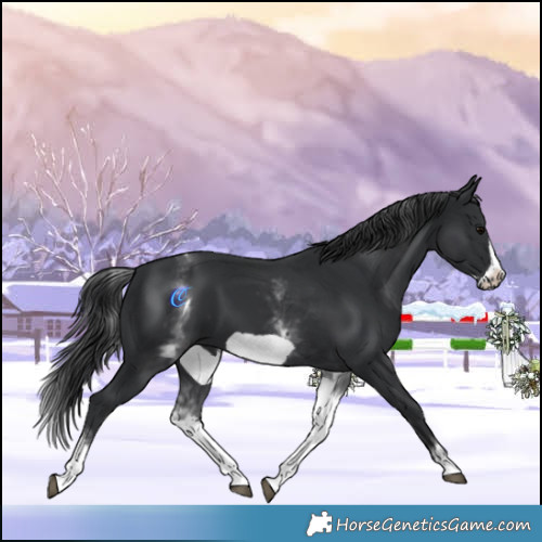 Horse Color:White Spotted Black Frame 