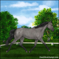 Horse Color:Grullo Roan 