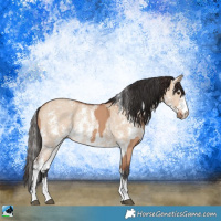 Horse Color:Bay Dun Sabino Rabicano  and Bay Dun Sabino Rabicano 