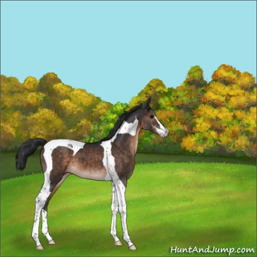 Horse Color:Brown Sabino Tobiano 