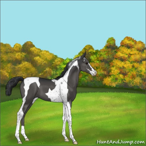Horse Color:Black Sabino Tobiano 