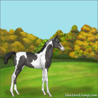 Horse Color:Black Sabino Tobiano 