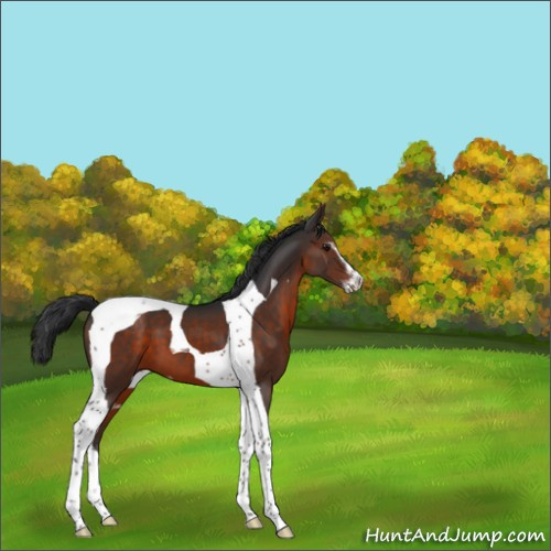 Horse Color:Brown Mushroom Sabino Tobiano 