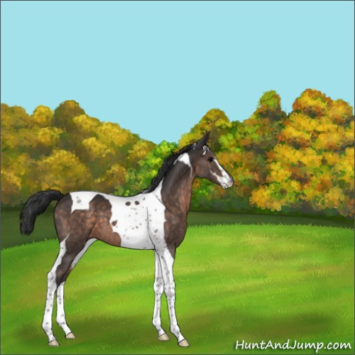 Horse Color:Brown Sabino Tobiano 