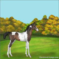 Horse Color:Brown Sabino Tobiano 