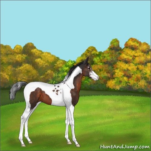 Horse Color:Brown Sabino Tobiano 