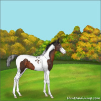 Horse Color:Brown Sabino Tobiano 
