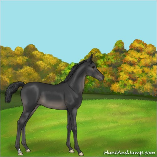 Horse Color:Black 