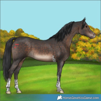 Horse Color:Brown Sabino 