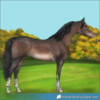 Horse Color:Brown Sabino