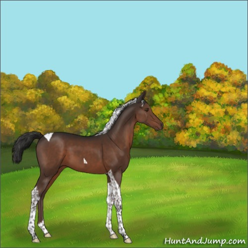 Horse Color:Liver Chestnut Tobiano 