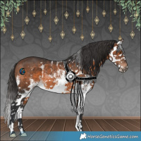 Horse Color:White Spotted Brown Splash 