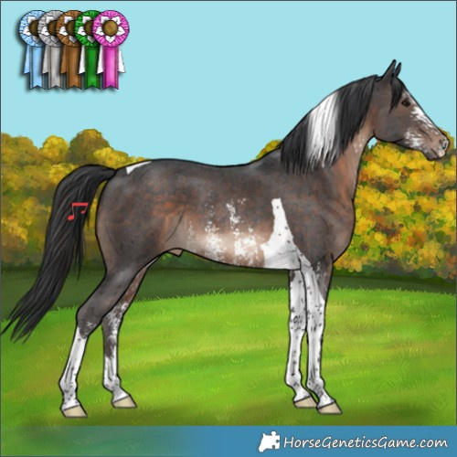 Horse Color:Brown Sabino Tobiano 