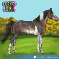 Horse Color:Brown Sabino Tobiano 