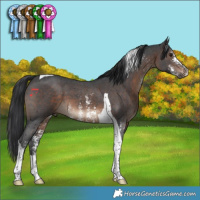 Horse Color:Brown Sabino Tobiano 