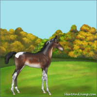 Horse Color:Brown Tobiano 