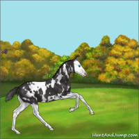 Horse Color:White Spotted Smoky Black Splash 