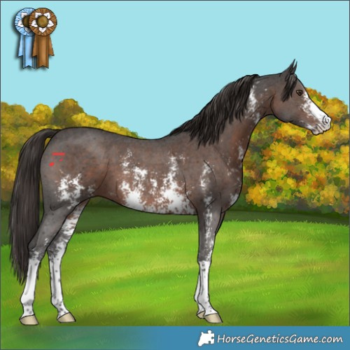 Horse Color:Liver Chestnut Sabino
