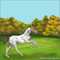 Horse Color:White Spotted Classic Champagne Tobiano Appaloosa Rabicano 