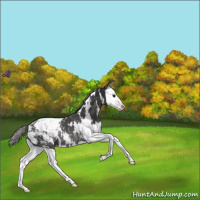 Horse Color:White Spotted Smoky Black Splash Appaloosa Rabicano