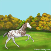 Horse Color:Classic Champagne Splash Appaloosa 