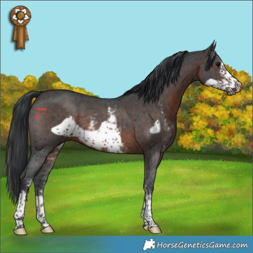 Horse Color:Brown Sabino Frame 