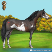 Horse Color:Brown Sabino Frame