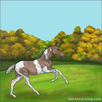 Horse Color:Silver Blue Roan Tobiano 