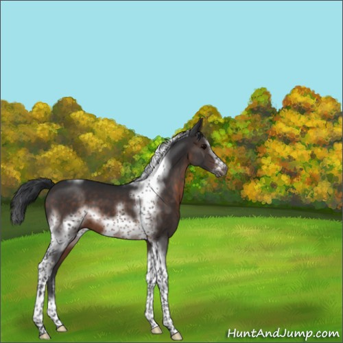 Horse Color:Brown Sabino Tobiano Frame 
