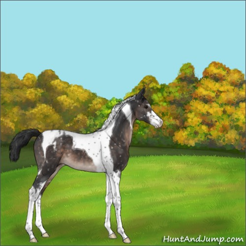 Horse Color:Brown Sabino Tobiano Appaloosa 