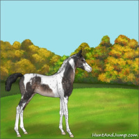 Horse Color:Brown Sabino Tobiano Snowflake Varnish 