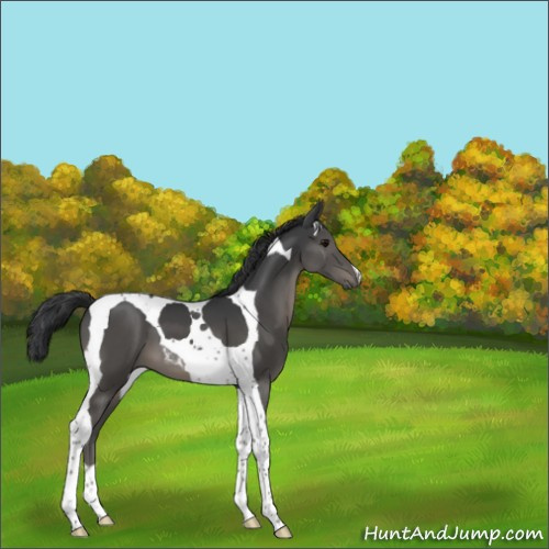 Horse Color:Black Tobiano 
