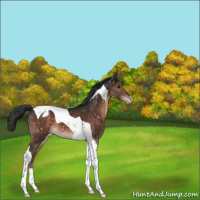 Horse Color:Brown Tobiano Snowflake Varnish 