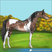 Horse Color:Brown Tobiano Snowflake Varnish 