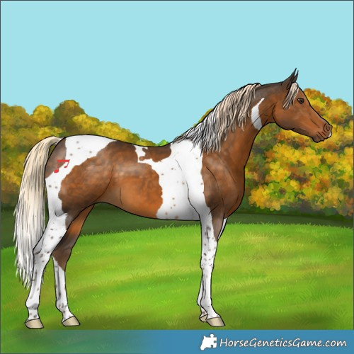 Horse Color:Chocolate Palomino Tobiano 