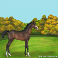 Horse Color:Brown Sabino