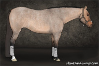 Horse Color:Bay Roan Dun 
