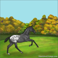 Horse Color:Blue Roan Appaloosa