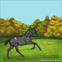 Horse Color:Blue Roan Appaloosa 