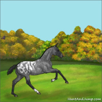Horse Color:Blue Roan Appaloosa 