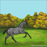 Horse Color:Blue Roan Appaloosa 