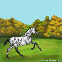 Horse Color:Blue Roan Near Leopard 