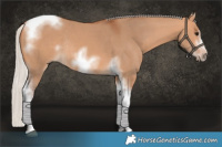 Horse Color:Silver Bay Dun Sabino Tobiano Frame Rabicano 